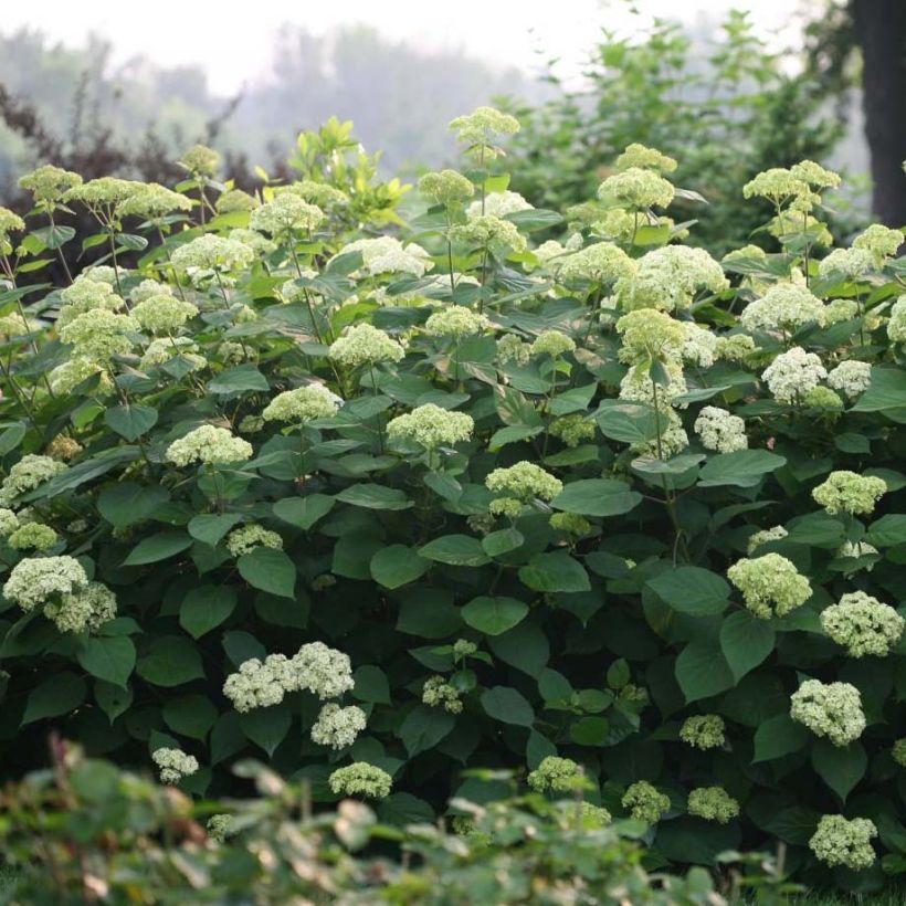 Hydrangea arborescens Lime Rickey - Ortensia (Plant habit)