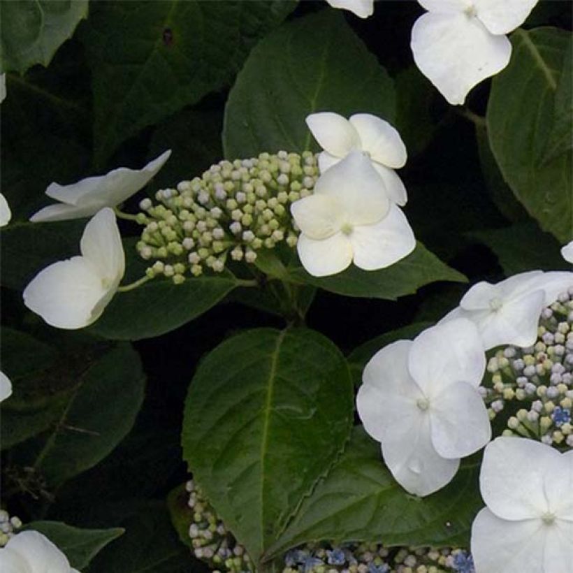 Hydrangea macrophylla Great Star Blanc Bleu - Ortensia (Fogliame)
