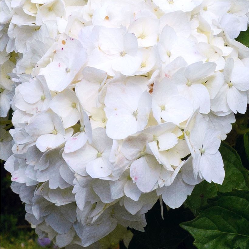 Hydrangea macrophylla Immaculata - Ortensia (Fioritura)