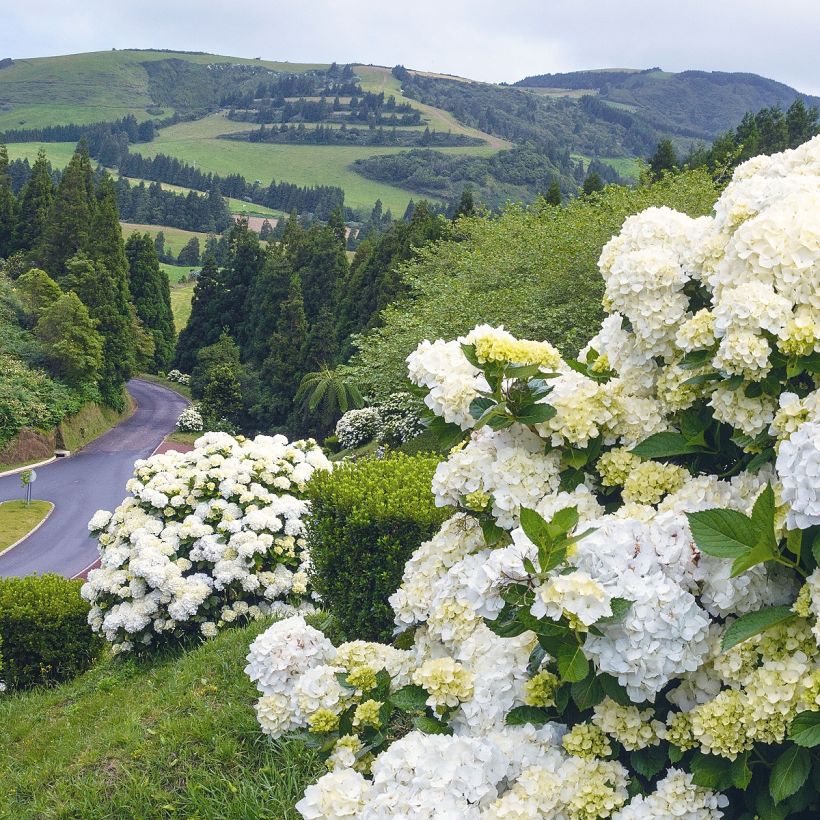Hydrangea macrophylla Immaculata - Ortensia (Porto)