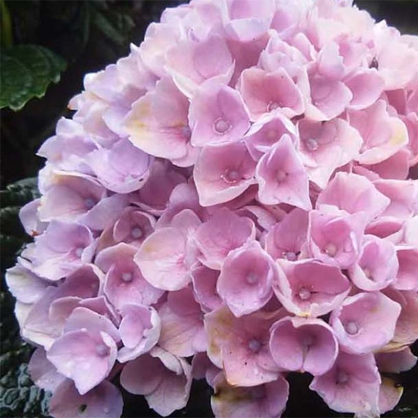 Hydrangea macrophylla Magical Revolution Rose - Ortensia (Flowering)
