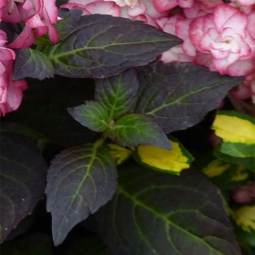 Hydrangea macrophylla Miss Saori - Ortensia (Fogliame)