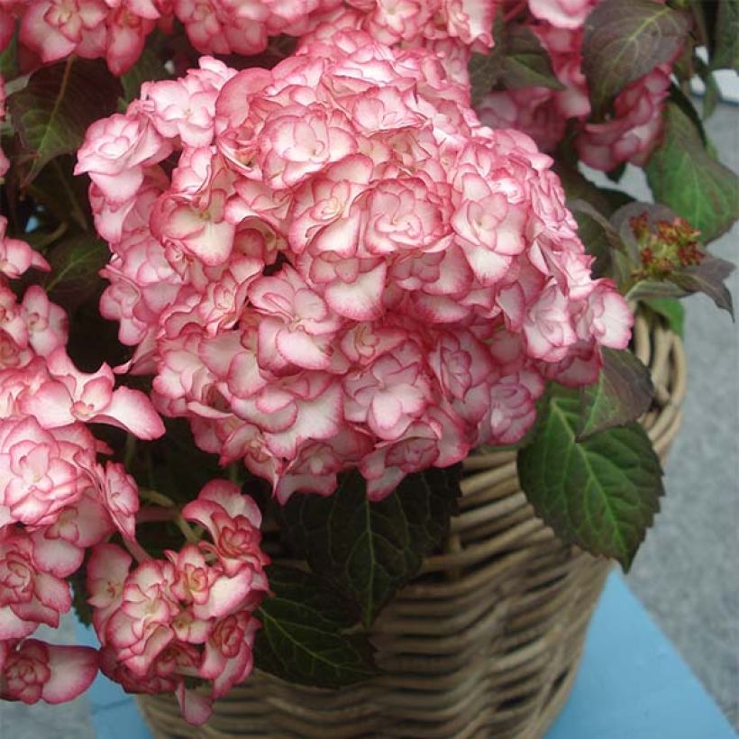 Hydrangea macrophylla Miss Saori - Ortensia (Porto)