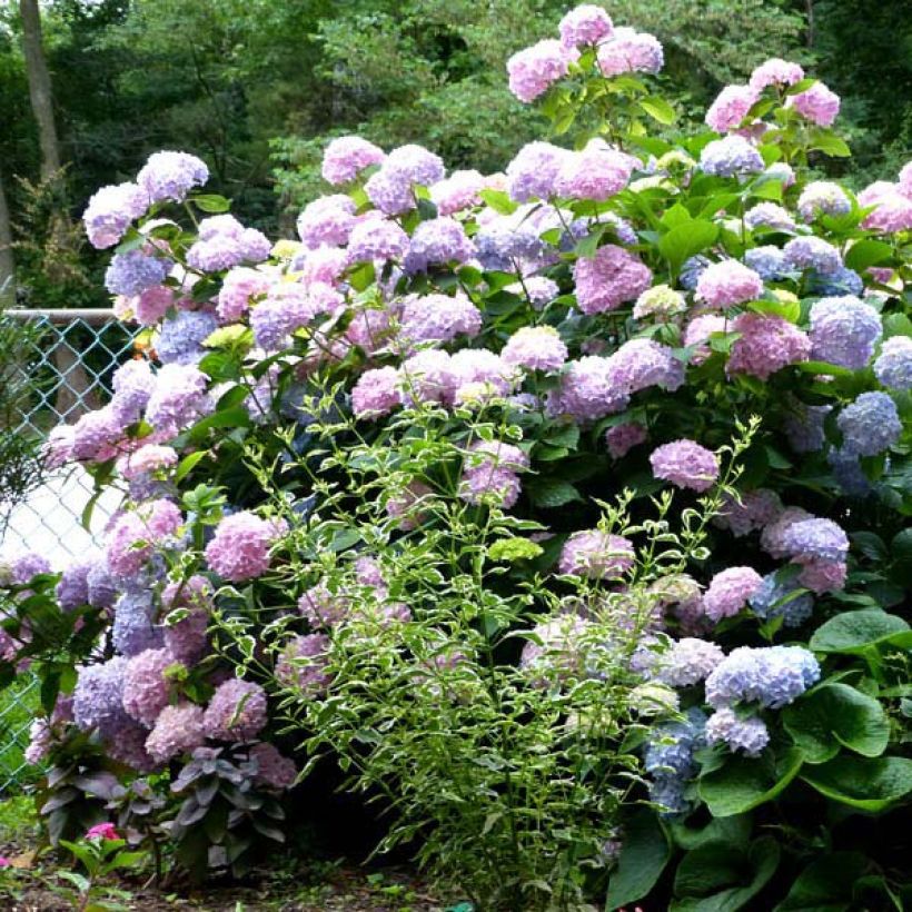 Hydrangea macrophylla Nikko Blue - Ortensia (Plant habit)