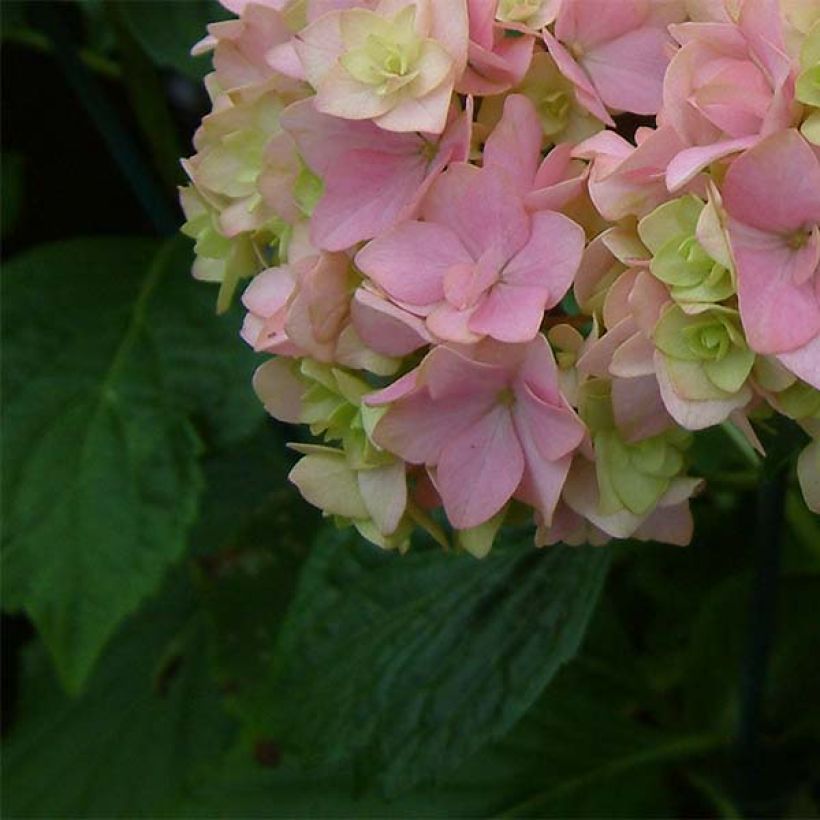 Hydrangea macrophylla You and Me Together - Ortensia (Fogliame)