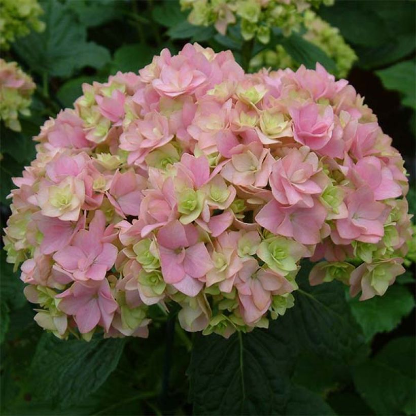 Hydrangea macrophylla You and Me Together - Ortensia (Fioritura)