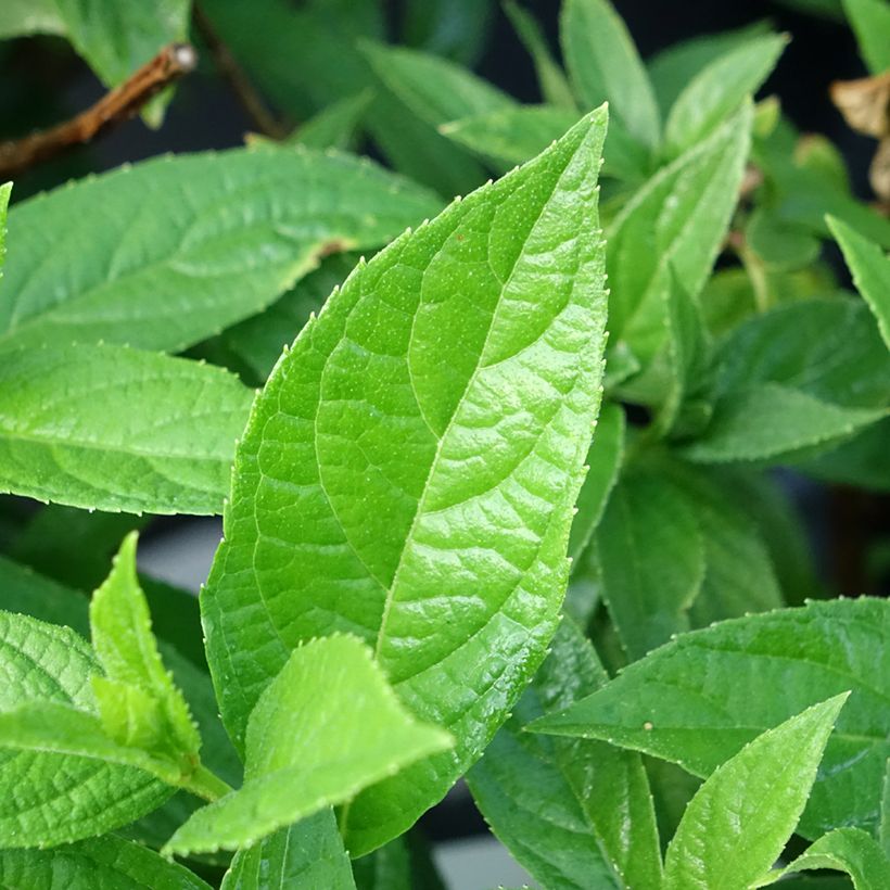 Hydrangea paniculata Bloody Marie - Ortensia paniculata (Foliage)