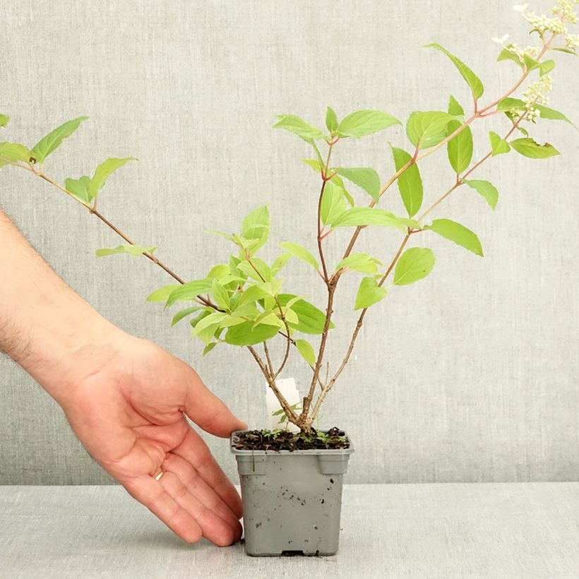 Hydrangea paniculata Confetti - Ortensia paniculata Vasetto da 8/9 cm esemplare consegnato in primavera