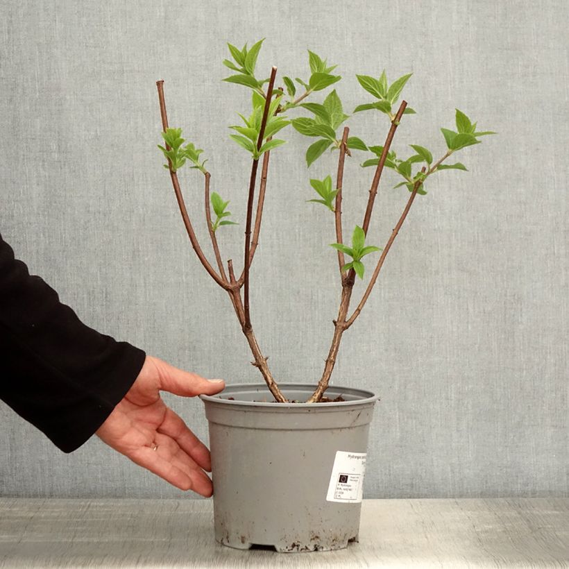 Hydrangea paniculata Dentelle De Gorron - Ortensia paniculata Vaso da 3L/4L esemplare consegnato in primavera