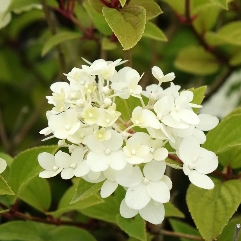Hydrangea paniculata Dharuma - Ortensia paniculata (Flowering)