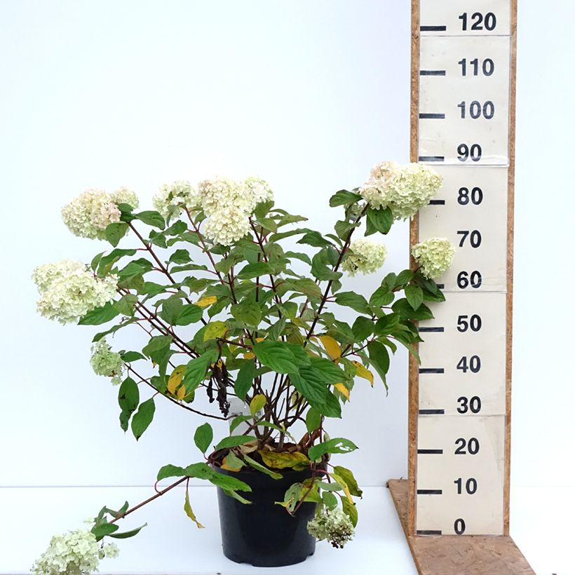 Esemplare di Hydrangea paniculata Diamantino - Ortensia paniculata Vaso da 12L/15L come consegnato in autunno