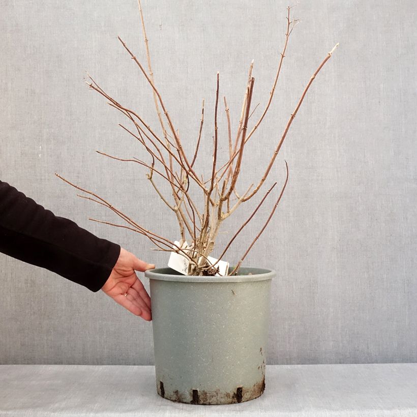 Example of Hydrangea paniculata Diamantino - Ortensia paniculata Vaso da 12L/15L as you get in hiver