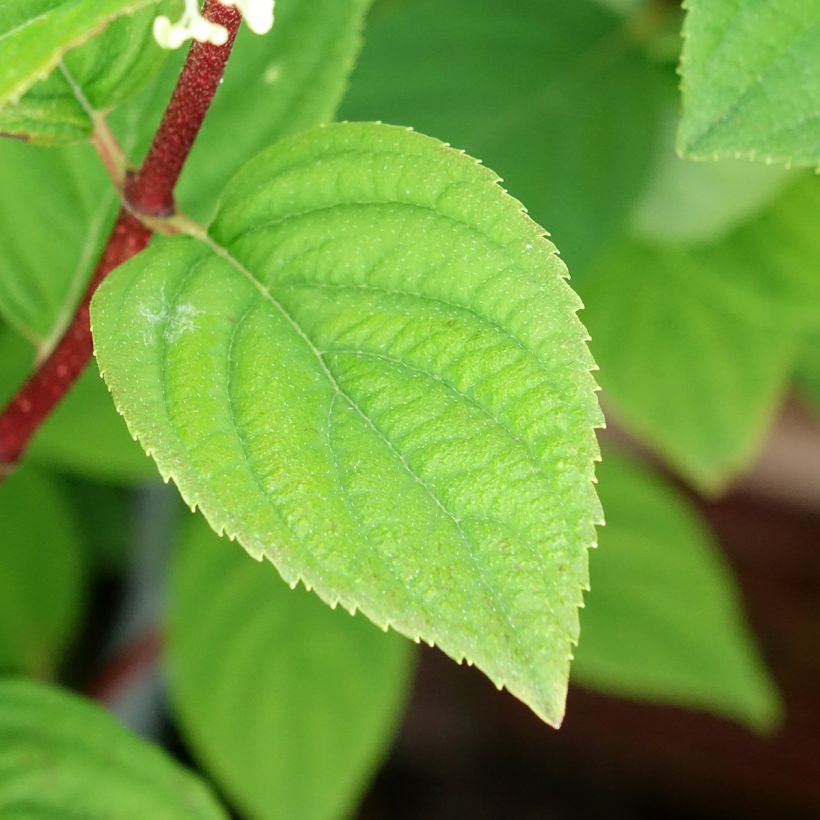 Hydrangea paniculata Fire Light Tidbit - Ortensia paniculata (Fogliame)