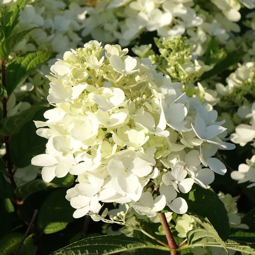 Hydrangea paniculata Fire Light Tidbit - Ortensia paniculata (Fioritura)