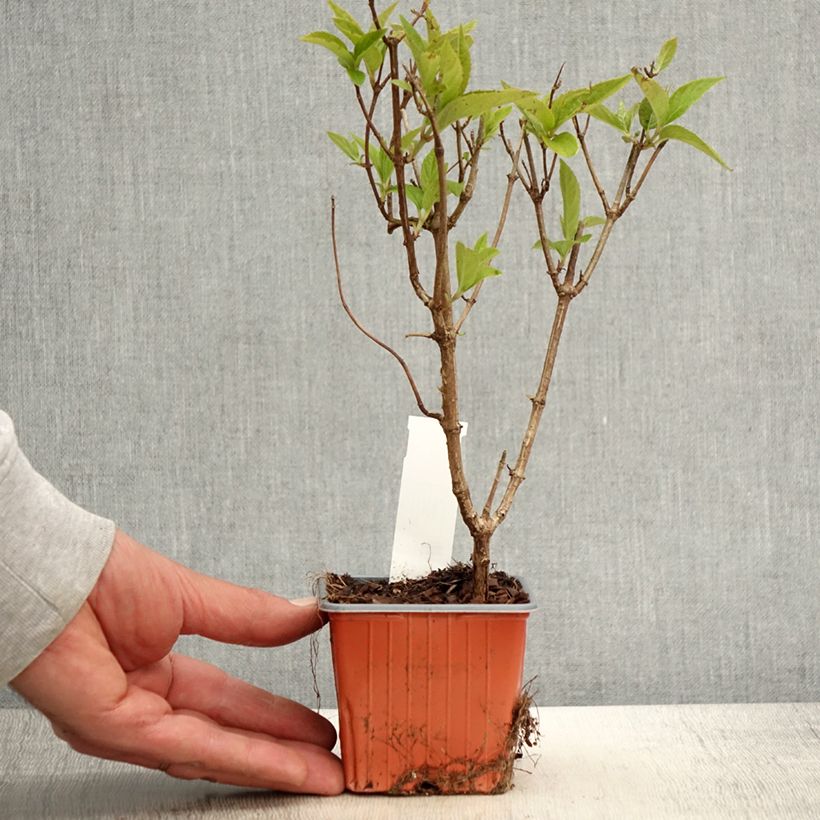 Example of Hydrangea paniculata Graffiti - Ortensia paniculata Vasetto da 8/9 cm as you get in printemps