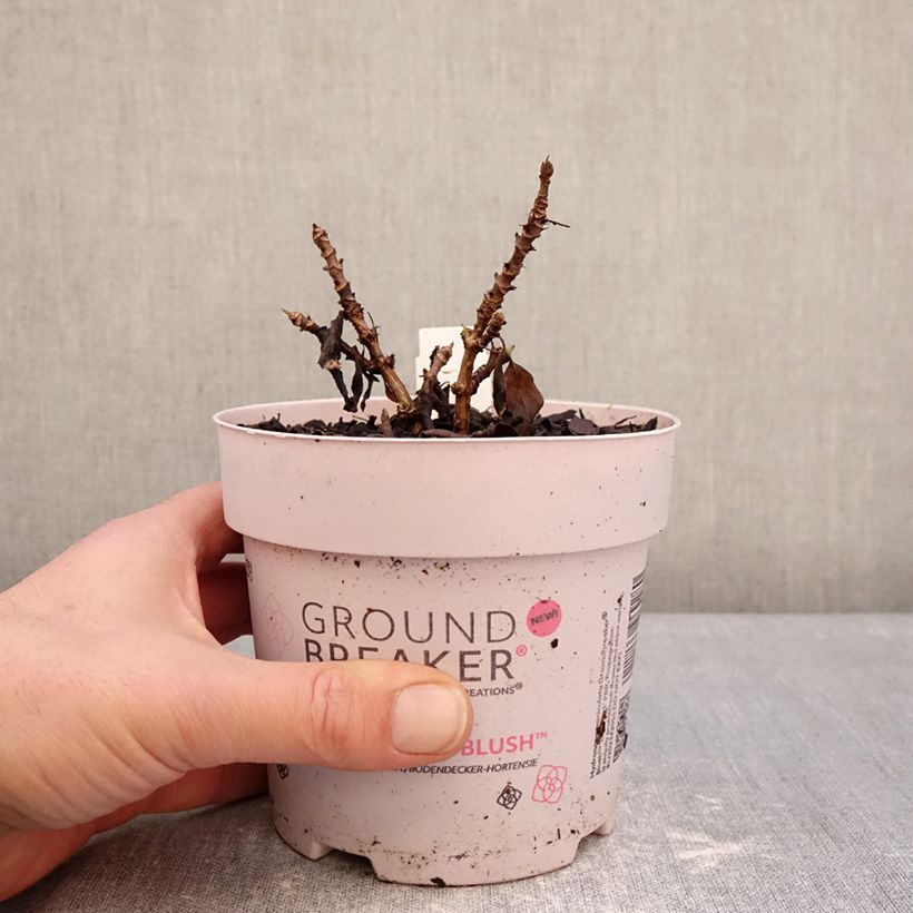 Example of Hydrangea paniculata Groundbreaker - Ortensia paniculata Vaso da 1L/1,5L as you get in hiver