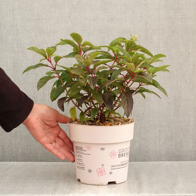 Example of Hydrangea paniculata Groundbreaker - Ortensia paniculata Vaso da 3L/4L as you get in automne