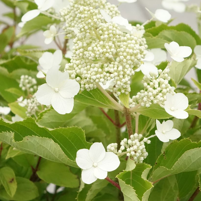 Hydrangea paniculata Levana - Ortensia paniculata (Fioritura)