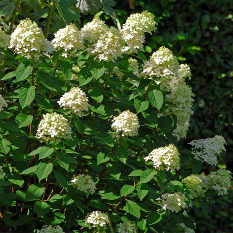 Hydrangea paniculata Limelight - Ortensia paniculata (Plant habit)