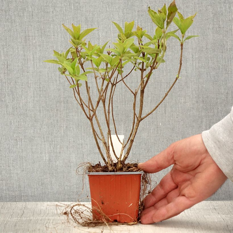 Example of Hydrangea paniculata Limelight - Ortensia paniculata Vasetto da 8/9 cm as you get in printemps