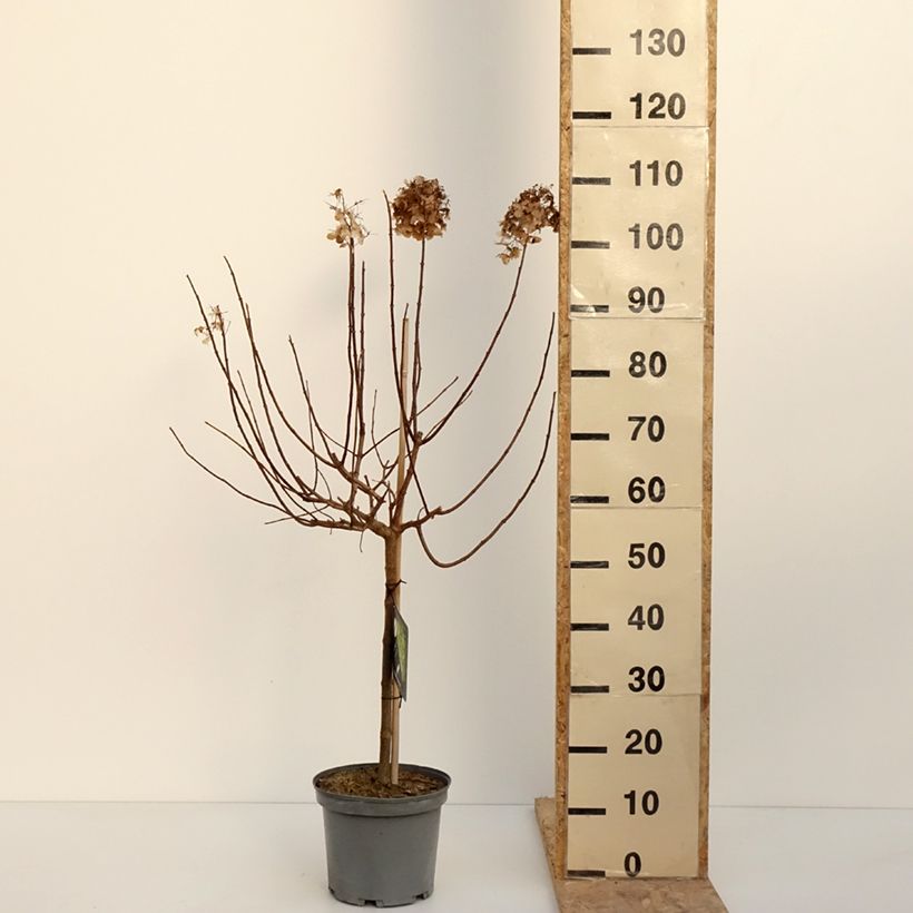 Hydrangea paniculata Limelight - Hortensia paniculé Pot de 3L/4L, Tige, Tige de 40 cm esemplare consegnato in inverno