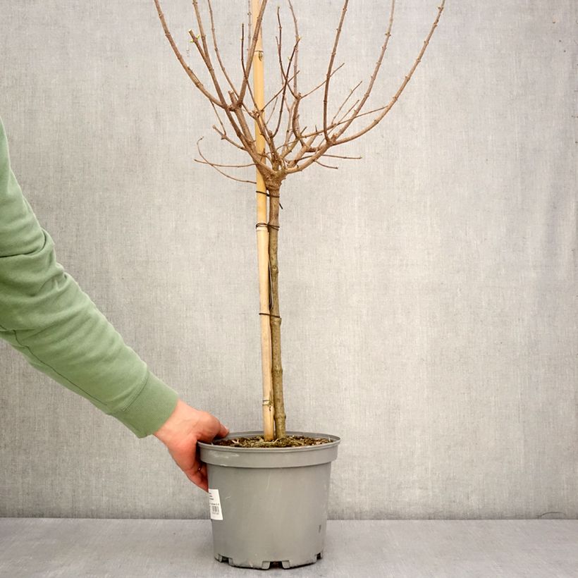 Example of Hydrangea paniculata Limelight - Ortensia paniculata Vaso da 3L/4L, Vaso impalcato as you get in printemps