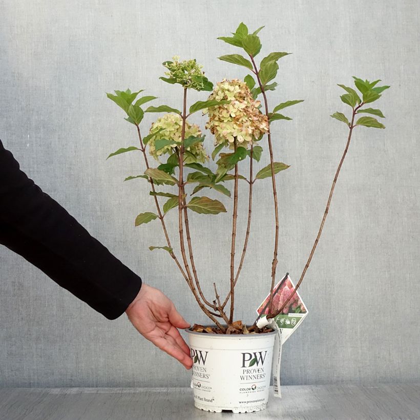 Esemplare di Hydrangea paniculata Limelight Prime- Hortensia paniculé Pot de 3L/4L come consegnato in autunno