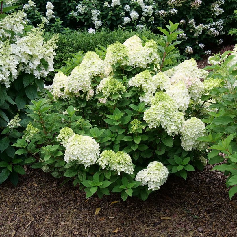 Hydrangea paniculata Little Lime Punch - Ortensia paniculata (Plant habit)