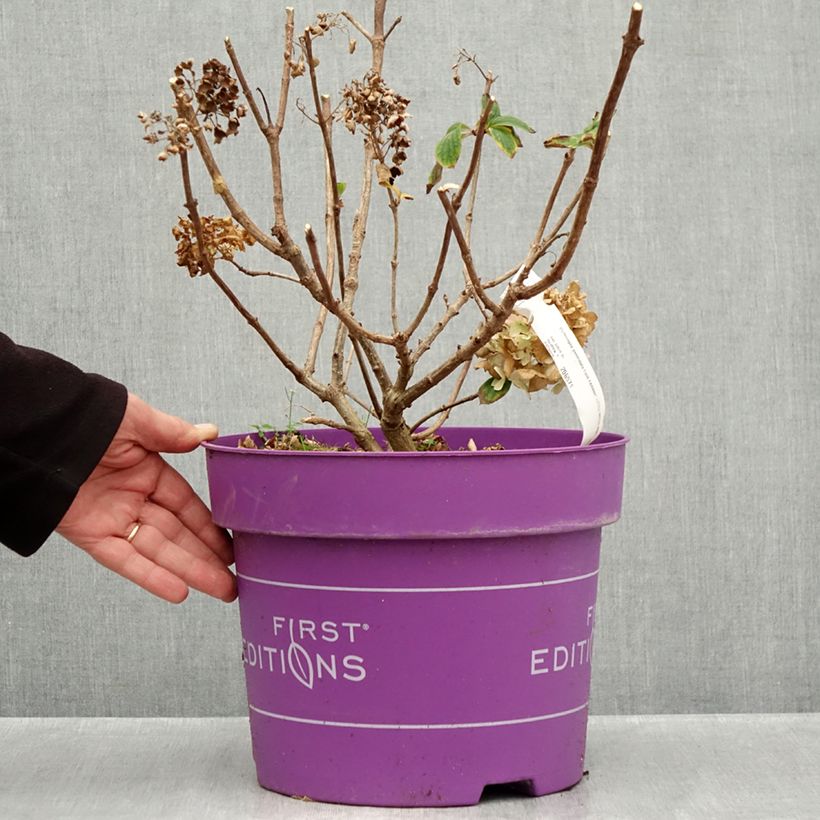 Esemplare di Hydrangea paniculata Little Hottie - Ortensia paniculata Vaso da 7,5L/10L come consegnato in autunno