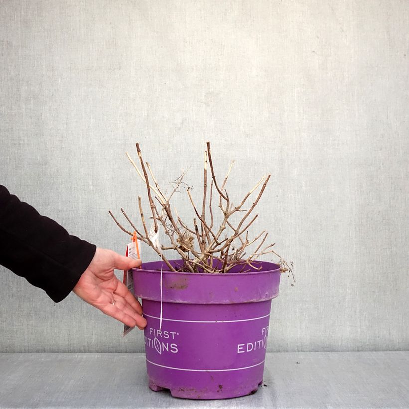 Hydrangea paniculata Little Hottie - Ortensia paniculata Vaso da 7,5L/10L esemplare consegnato in inverno