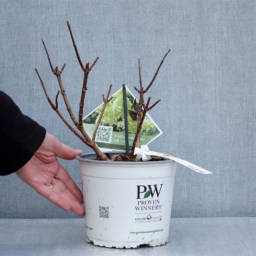 Example of Hydrangea paniculata Little Lime Punch - Ortensia paniculata Vaso da 3L/4L as you get in hiver