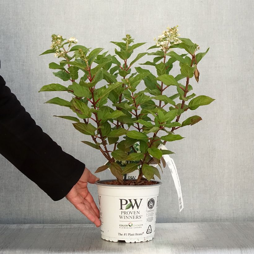 Esemplare di Hydrangea paniculata Little Lime Punch - Hortensia paniculé Pot de 3L/4L come consegnato in autunno