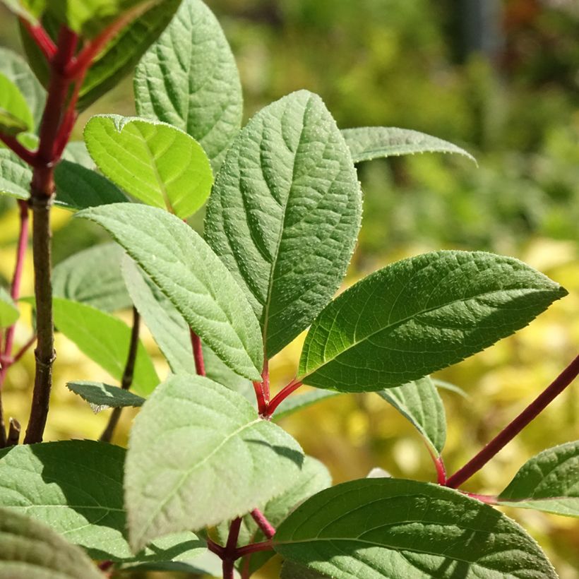 Hydrangea paniculata Magical Fire - Ortensia paniculata (Fogliame)