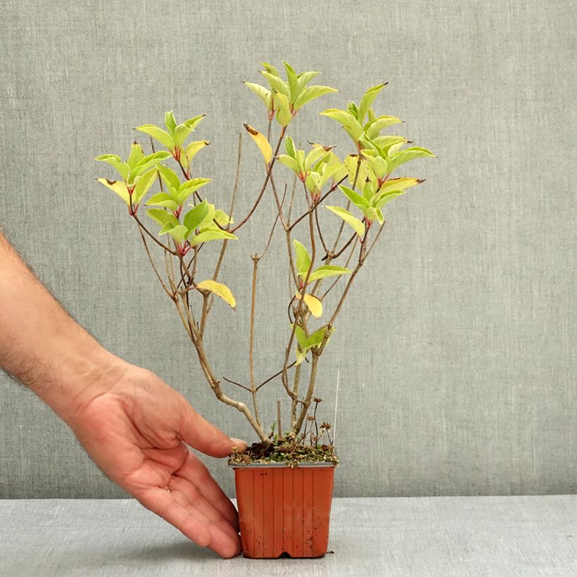 Esemplare di Hydrangea paniculata Magical Fire - Ortensia paniculata Vasetto da 8/9 cm consegnato in estate