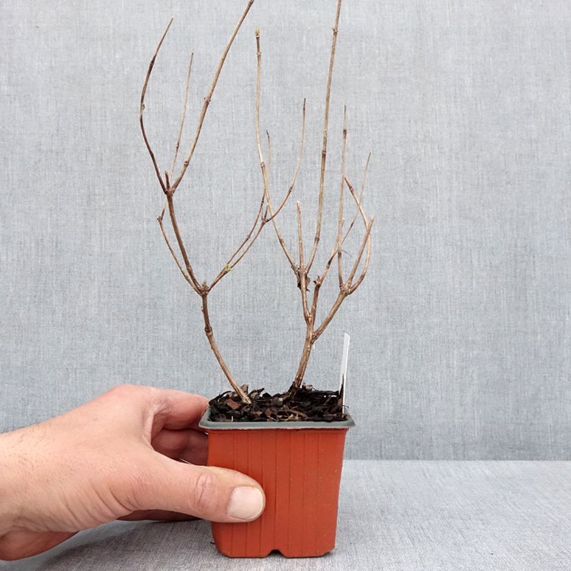 Hydrangea paniculata Magical Fire - Ortensia paniculata Vasetto da 8/9 cm esemplare consegnato in primavera