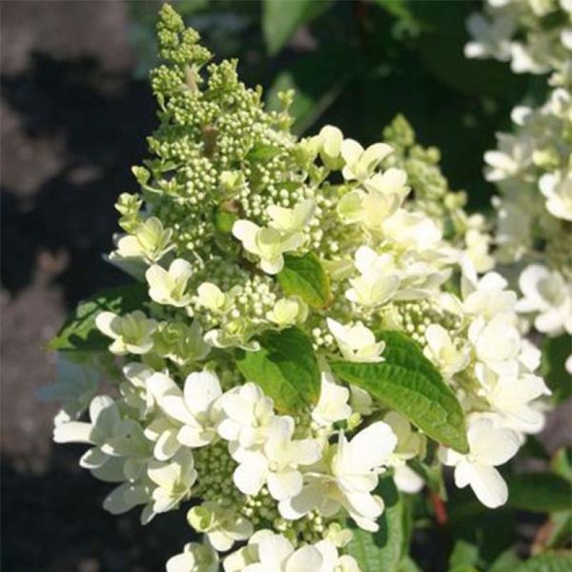 Hydrangea paniculata Magical Vesuvio - Ortensia paniculata (Flowering)