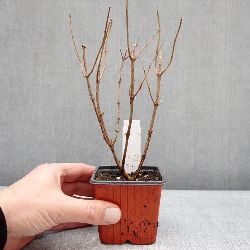 Hydrangea paniculata Pixio - Hortensia paniculé nain Vaso da Ø 12 cm / 13 cm esemplare consegnato in inverno