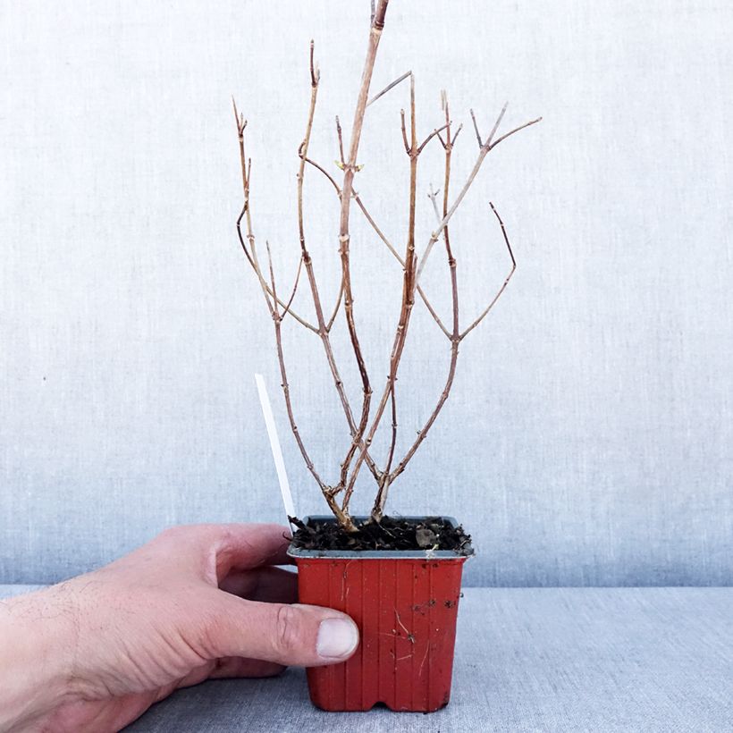 Example of Hydrangea paniculata Polar Bear - Ortensia paniculata Vasetto da 8/9 cm as you get in printemps