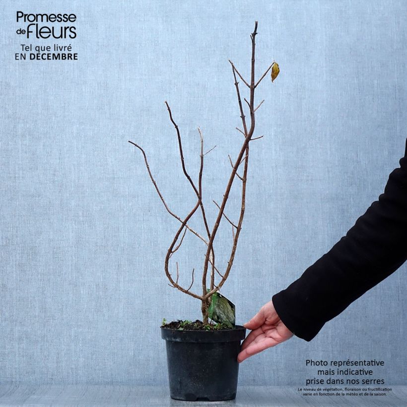 Esemplare di Hydrangea paniculata Polar Bear - Ortensia paniculata Vaso da 2L/3L come consegnato in autunno