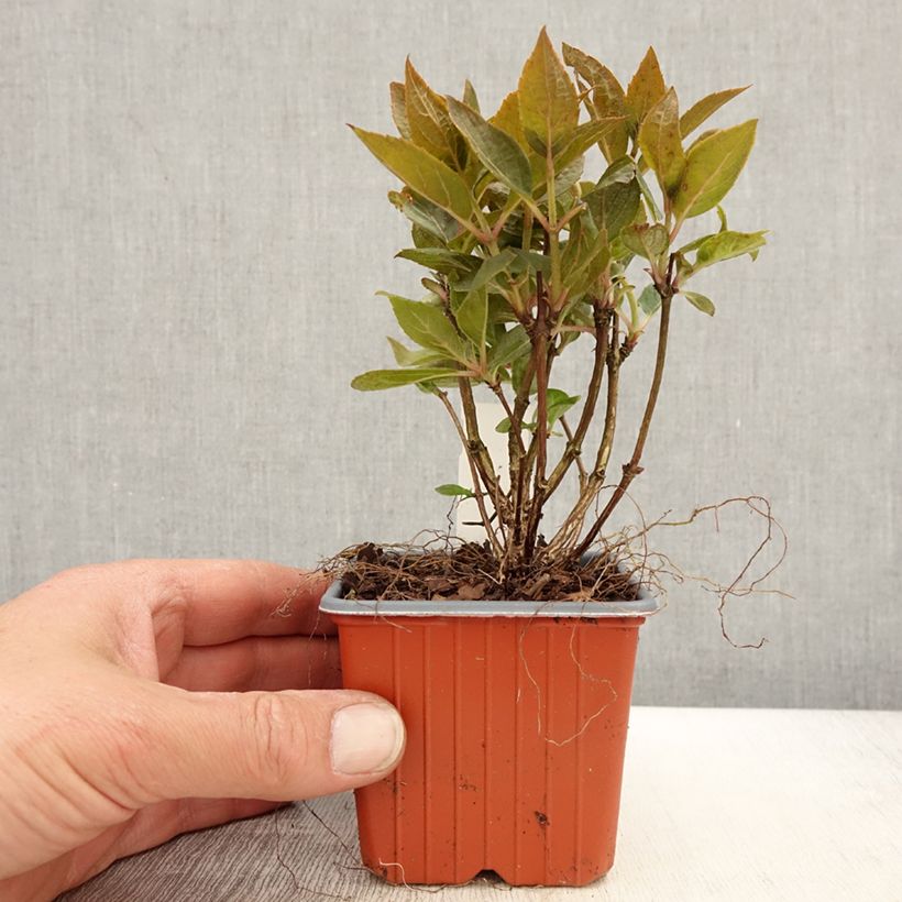 Example of Hydrangea paniculata Switch Ophelia - Ortensia paniculata Vasetto da 8/9 cm as you get in printemps