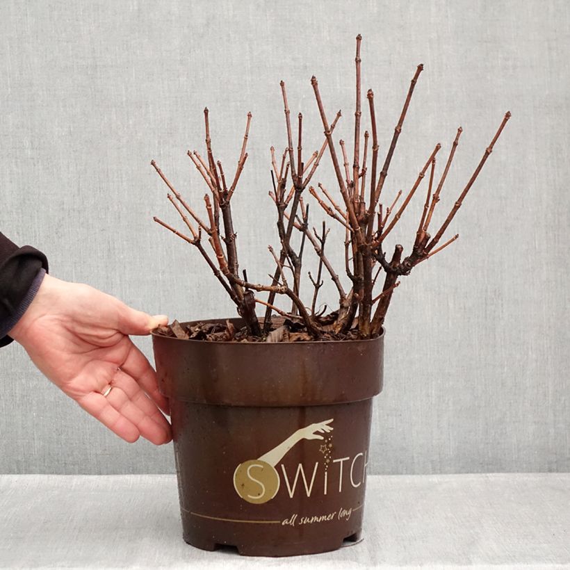 Esemplare di Hydrangea paniculata Switch Ophelia - Ortensia paniculata Vaso da 3L/4L come consegnato in autunno