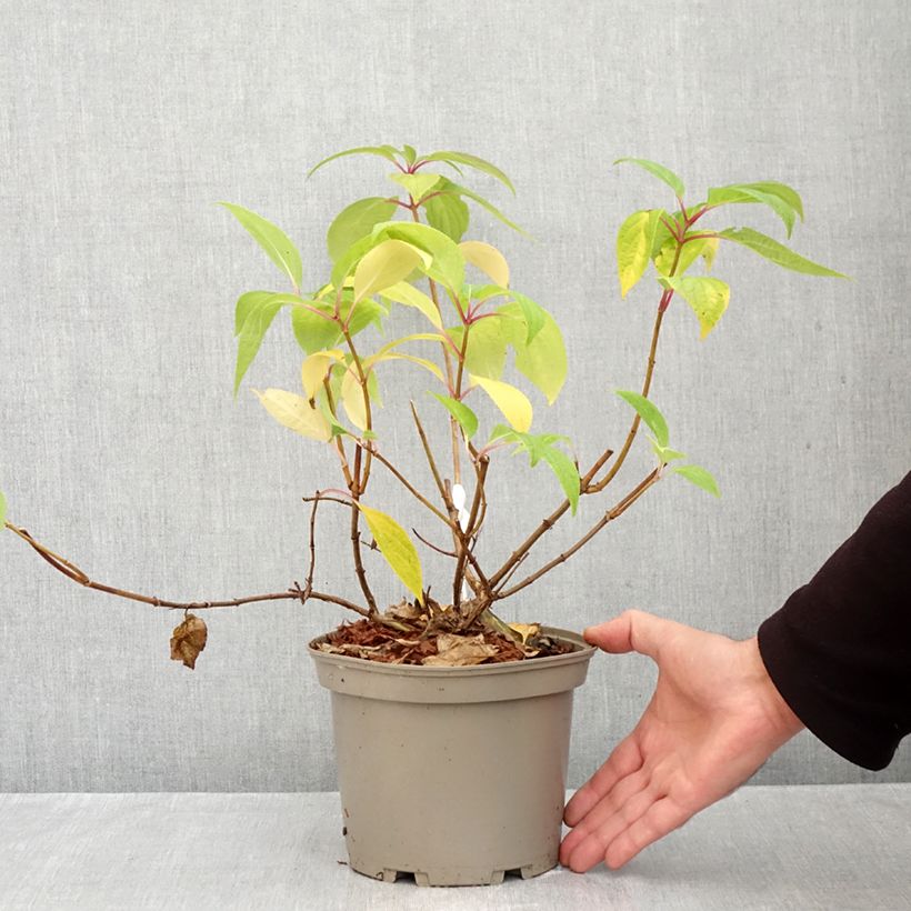 Esemplare di Hydrangea paniculata Prim White - Ortensia paniculata Vaso da 2L/3L come consegnato in autunno