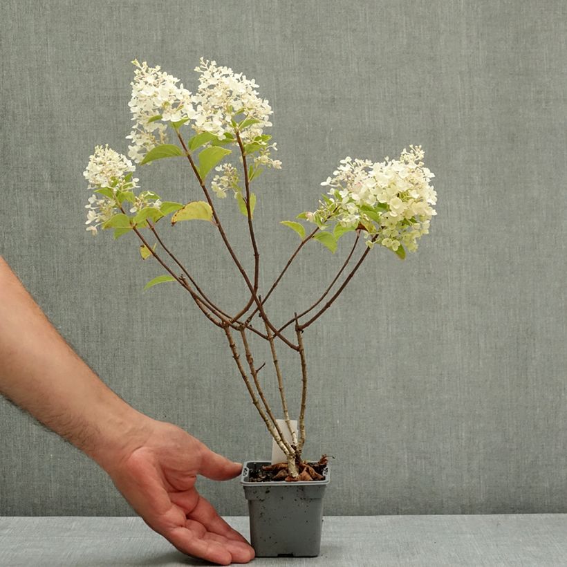 Esemplare di Hydrangea paniculata Silver Dollar - Ortensia paniculata Vasetto da 8/9 cm consegnato in estate