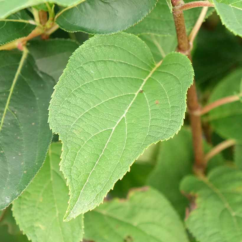 Hydrangea paniculata Silver Dollar - Ortensia paniculata (Foliage)