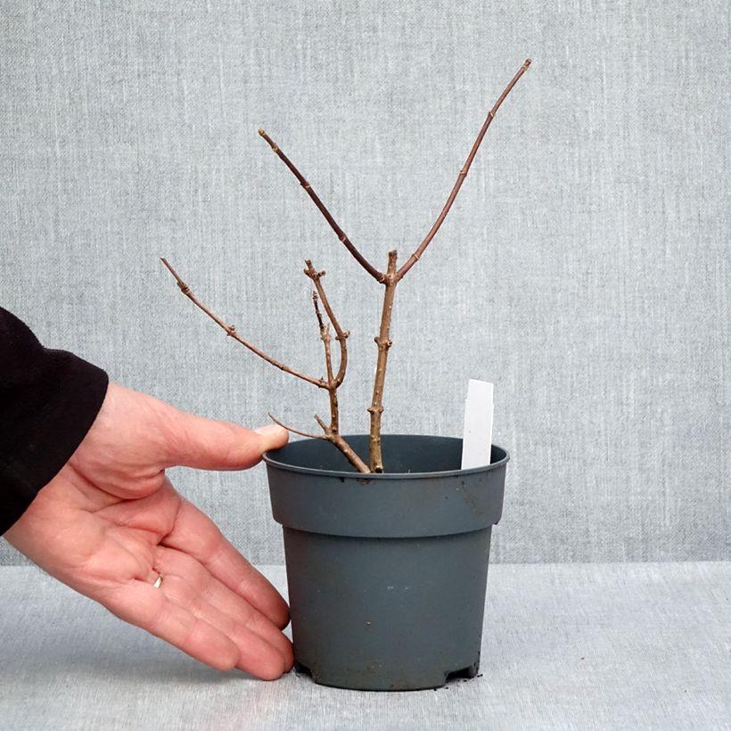 Hydrangea paniculata Sundae Fraise - Ortensia paniculata Vasetto da 8/9 cm esemplare consegnato in primavera