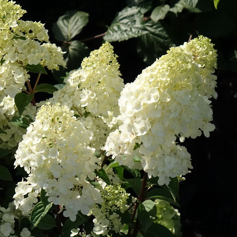 Hydrangea paniculata Sundae Fraise - Ortensia paniculata (Fioritura)