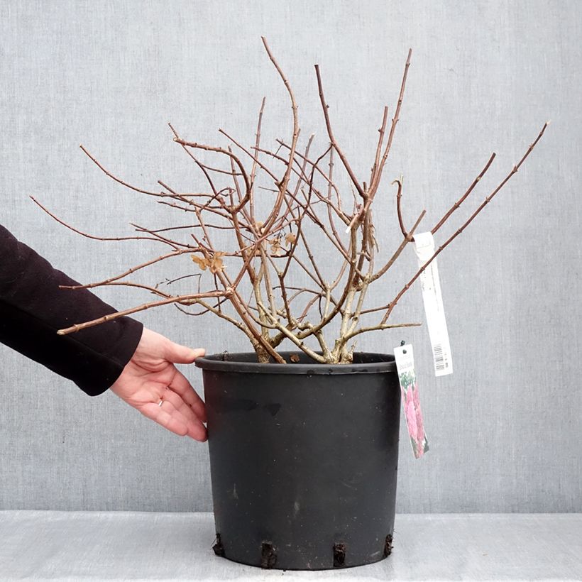 Hydrangea paniculata Sundae Fraise - Ortensia paniculata Vaso da 7,5L/10L esemplare consegnato in inverno