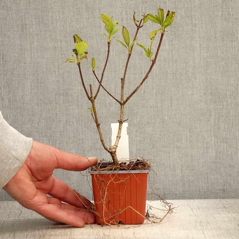 Hydrangea paniculata Tickled Pink - Ortensia paniculata Vasetto da 8/9 cm esemplare consegnato in primavera