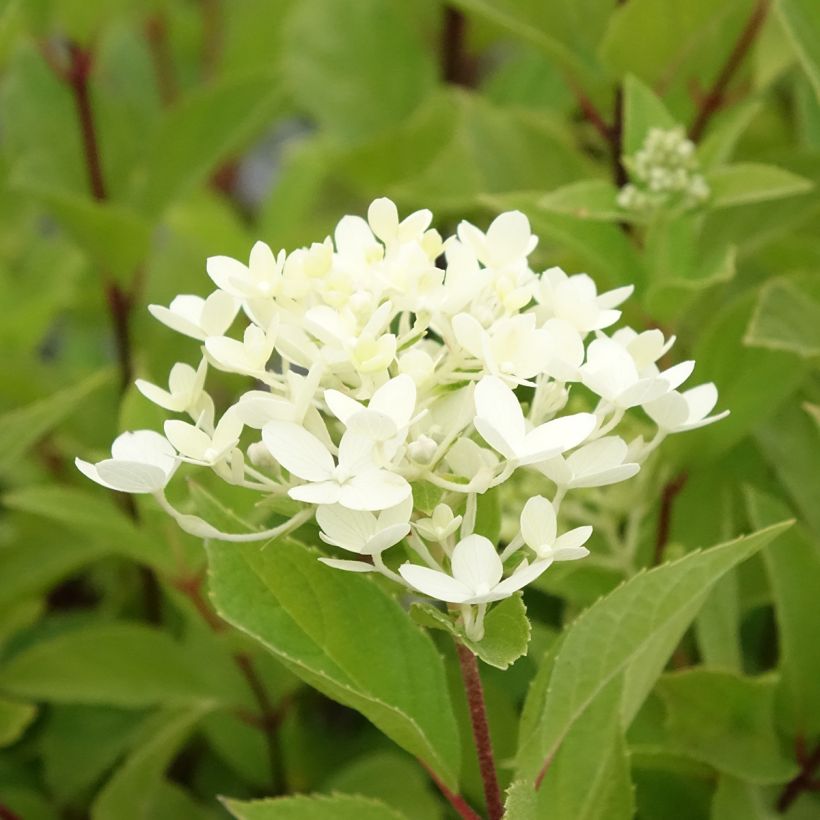 Hydrangea paniculata Unique - Ortensia paniculata (Flowering)