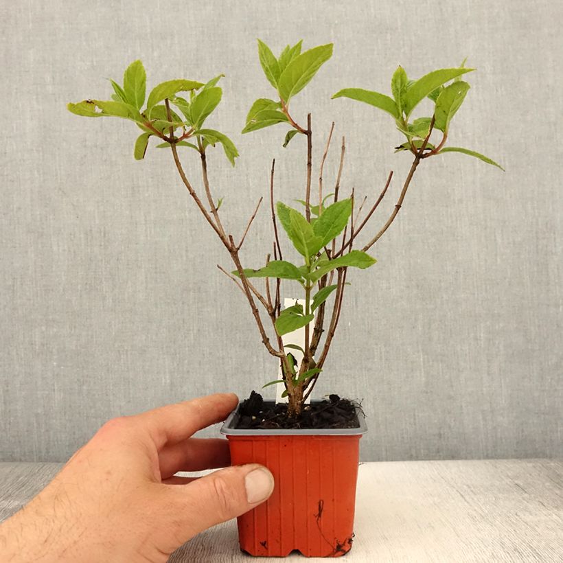 Example of Hydrangea paniculata Unique - Ortensia paniculata Vasetto da 8/9 cm as you get in printemps